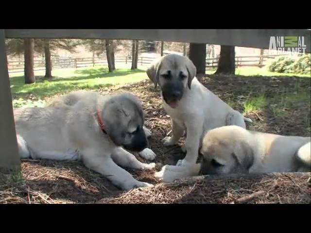 Dogs 101 - Anatolian Shepherd