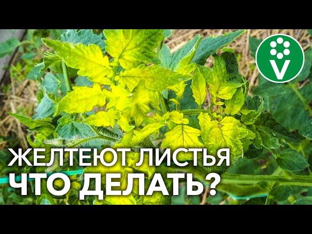 ЖЕЛТЕЮТ ЛИСТЬЯ У ТОМАТОВ? Главная причина и простое решение проблемы