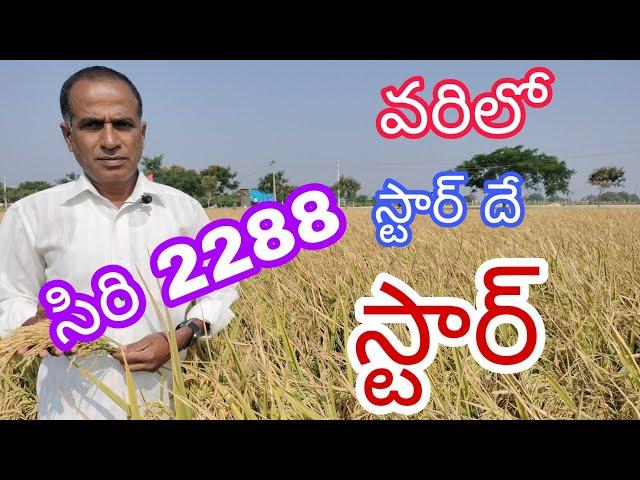 వరిలో సిరి 2288 స్టార్ దే స్టార్|paddy Siri 2288 ⭐ variety successful story| by karshaka nestham