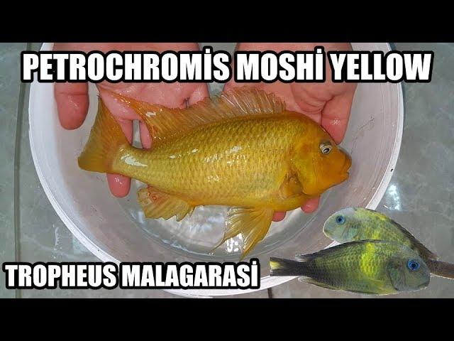 TROPHEUS MALAGARASİ & PETROCHROMİS MOSHİ YELLOW