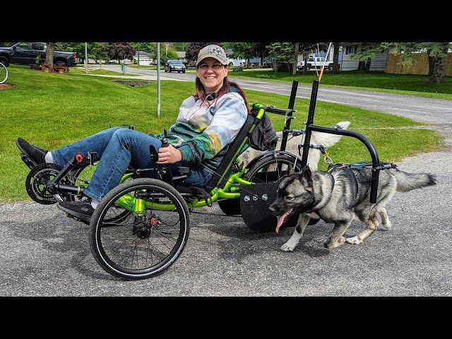 Taking the Husky Puppy on a TRIKE Ride For the First Time!