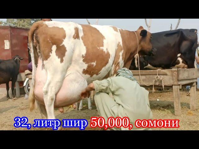 Молбозори Душанбе Ленский район Гови ширте 50000, сомона,   29 ноября 2023 г.