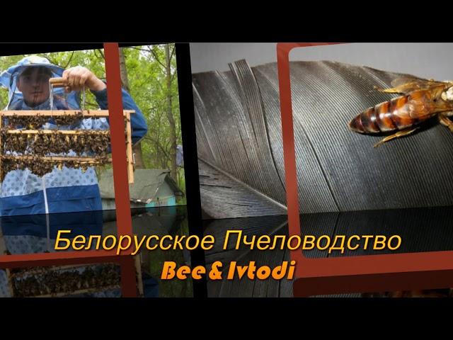 Beekeeping. Intro for the video and screensaver of the YouTube channel Belarusian Beekeeping