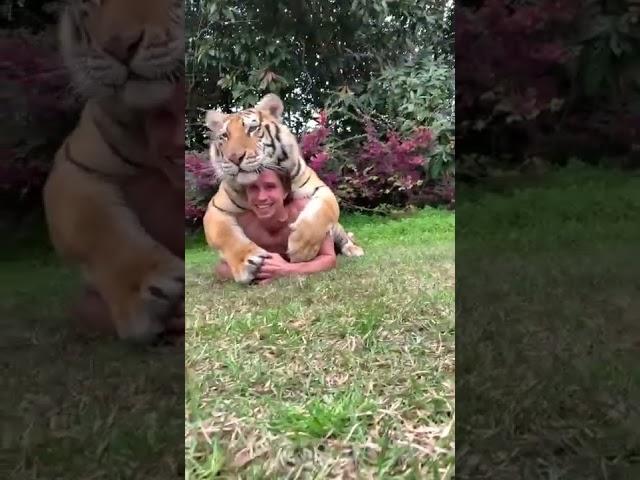 TIGER HUGS WITH KODY ANTLE #SHORTS