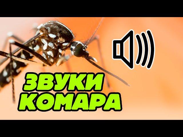 Звук комара: жужжание комаров и комариный писк