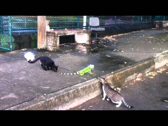 Four cats vs. an iguana