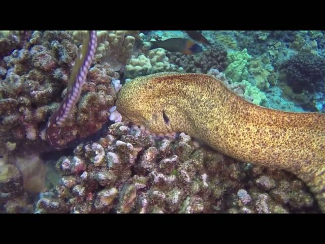 Moray Eel Eats Octopus