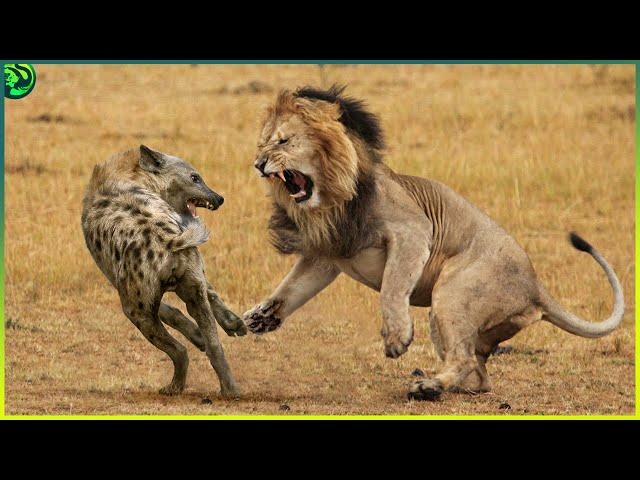 15 Most Aggressive Animals in the World