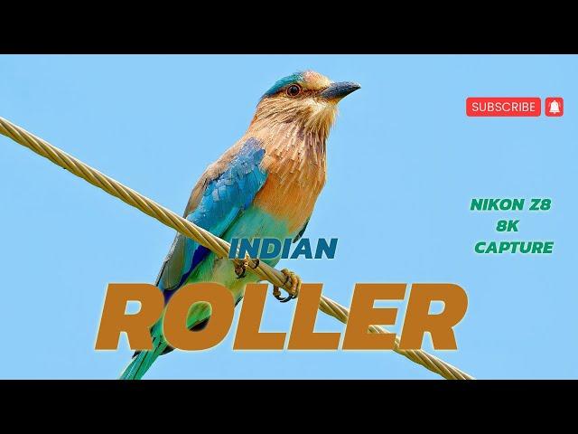 Indian Roller 8K | Birds in Nature | Nirvana Nature