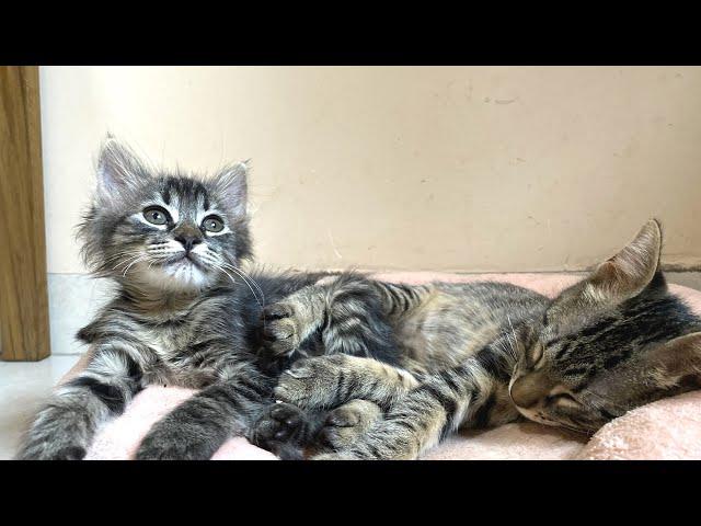 【ねこぱんちParaguayの近況報告】新入り子猫お披露目ライブ配信