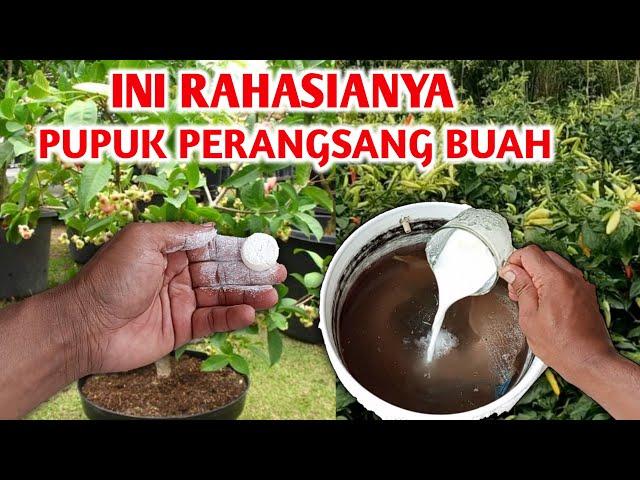 Dahsyatnya bahan ini jadi Pupuk perangsang buah Cara membuat pupuk pembuahan