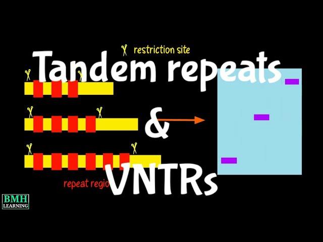 Tandem Repeats & VNTRs | Variable Number Of Tandem Repeats |