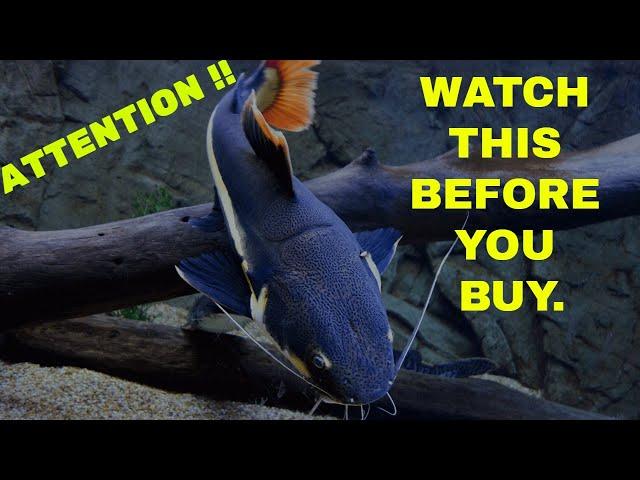 REDTAIL CATFISH CARE GUIDE | NOT FOR HOME AQUARIUMS !