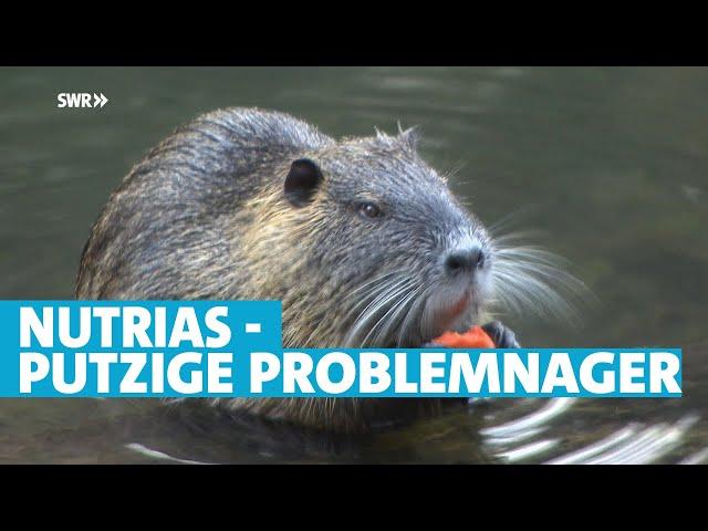 Nutrias - die putzigen Problemnager