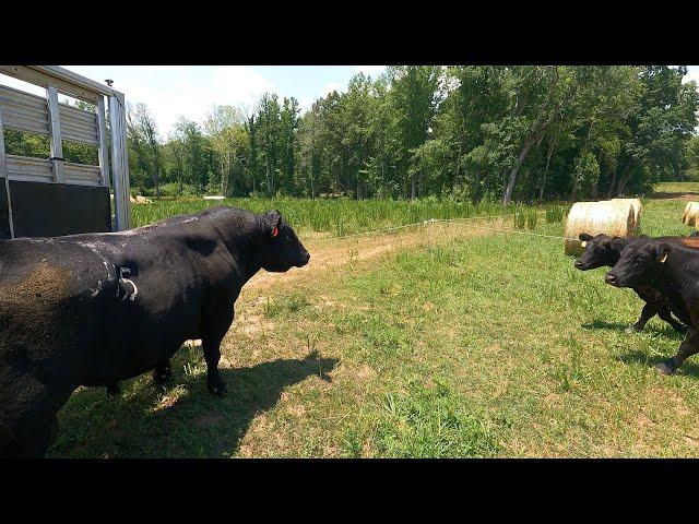 BIG BULL is here! But will the lady cows like him?