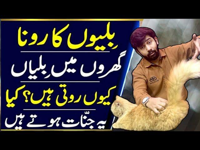 Billi Roy To Ghar Mein Kya Hota Hai | 3 Signs Your Cat in Heat |How to know when is your cat on heat