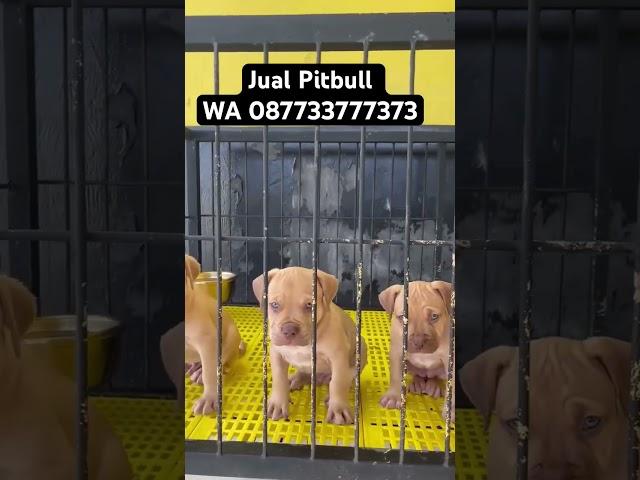 Jual Pitbull Murah