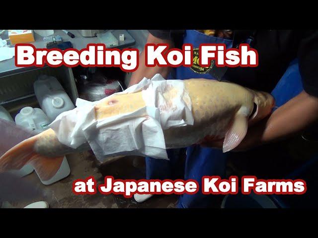 KOI BREEDING PROCESS IN JAPAN | Artificial Koi breeding [BREEDING KOI FISH]