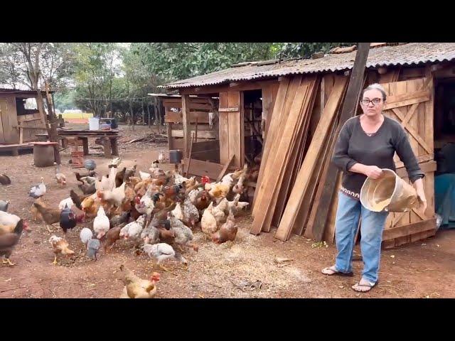 A Simplicidade do dia a dia na roça  muito trabalho mas muito fartura…