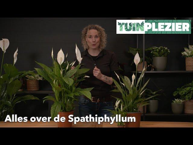 Alles over de Spathiphyllum - Lepelplant | TUINPLEZIER