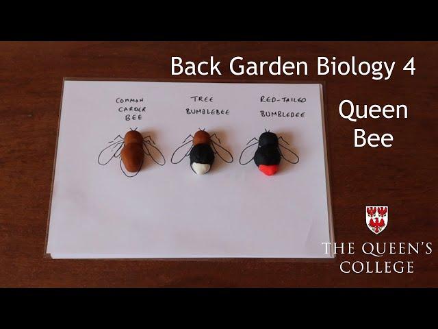 Queen Bee | Back Garden Biology 4 with Dr Lindsay Turnbull