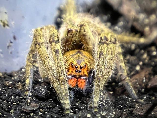Piloctenus cf haematostoma , Red Fang Wandering spider rehouse and care