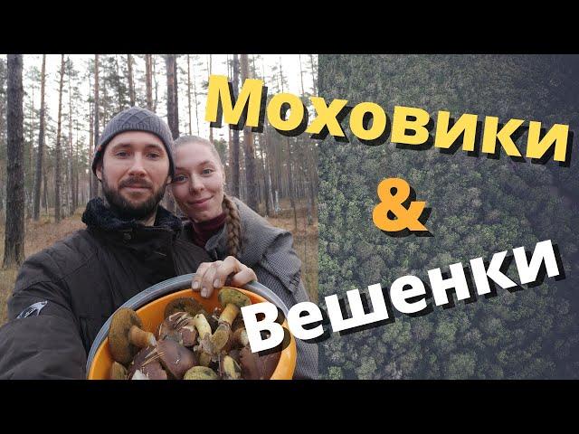 Грибы моховики и вешенки.