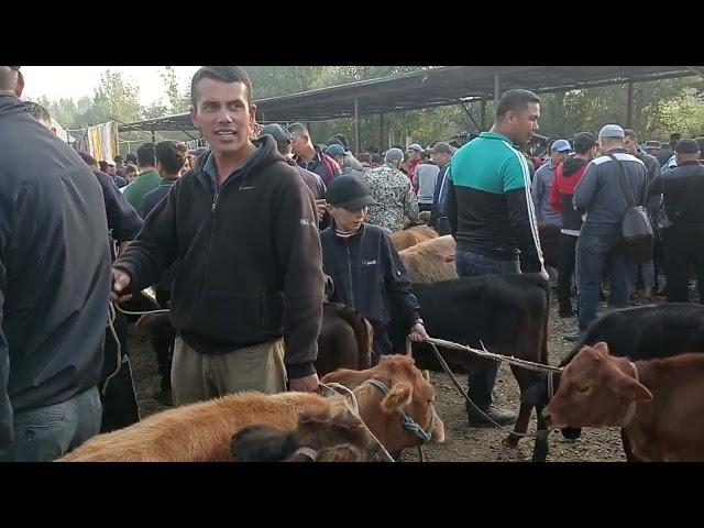 Андижон вилояти баликчи тумани баликчи мол бозоридан букалар нархлари