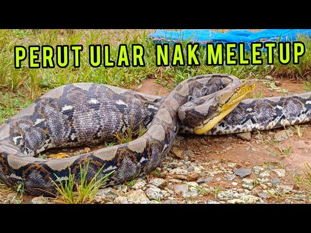 Sawa Batik Telan 3 ekor "AYAM GERGASI" - Katanya Pemanggil