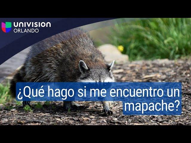 ¿Qué hacer si te encuentras con un mapache?