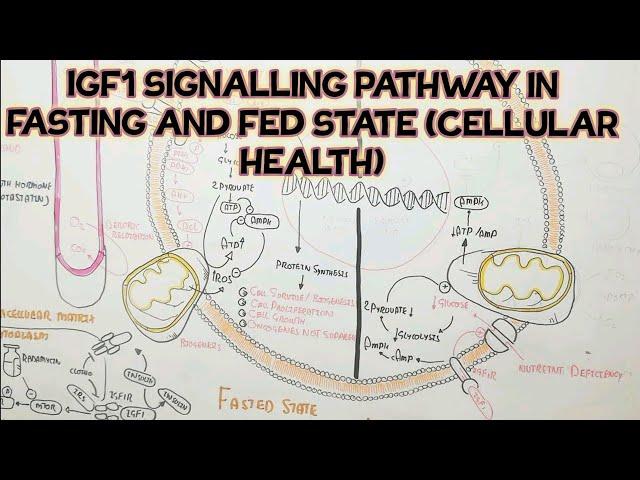 IGF1 Signalling Pathway In Fasting And Fed State (cellular health) IGF1 Stimulation