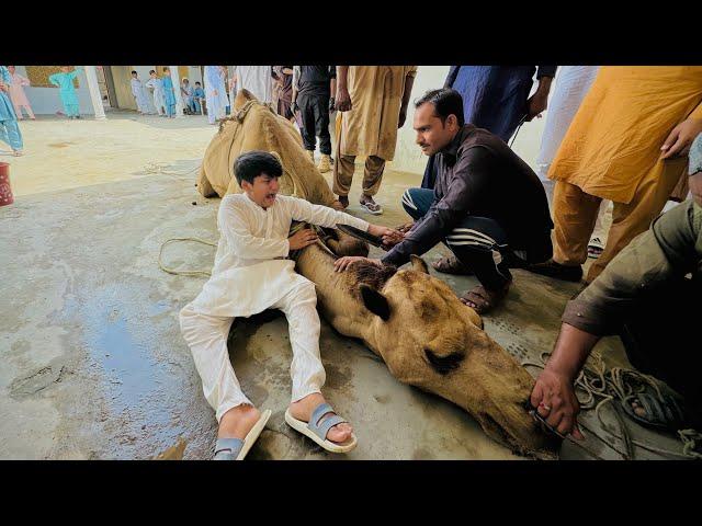 Camel  Qurbani  || Eid First day || Ali ny Kasaiyo se larai kr li  ||