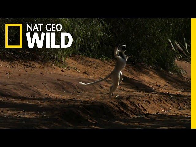 Leaping Lemurs | Animal Dance Battles