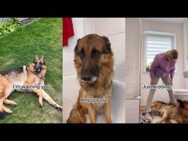 Funny German Shepherd is upset about bath