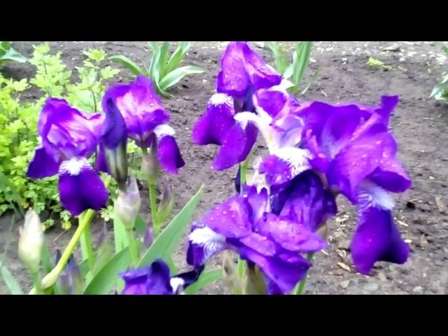 Ирис (ирисы, касатики, петушки, Iris)