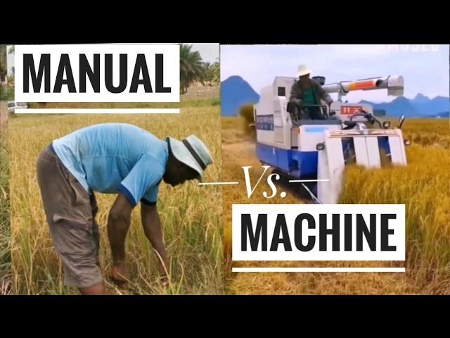 How Rice Is Harvested And Threshed Manually In Africa, Ghana| Frenat Farms