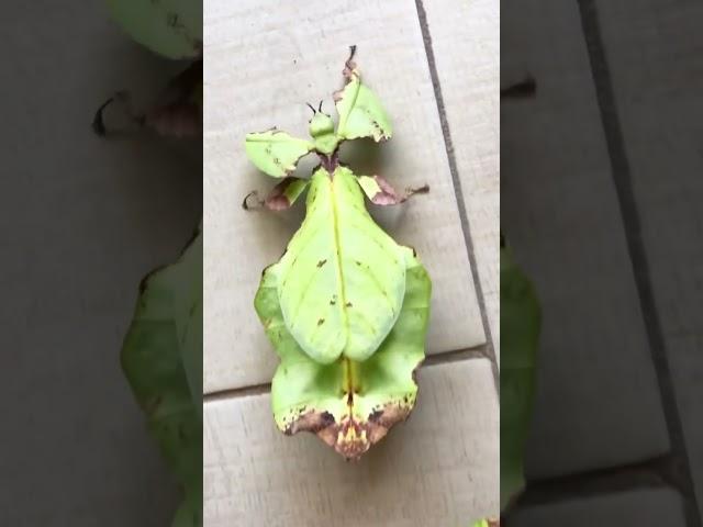 The world biggest leaf insects  #love #nature #animals #wowshorts #shorts #amazing #viralvideos