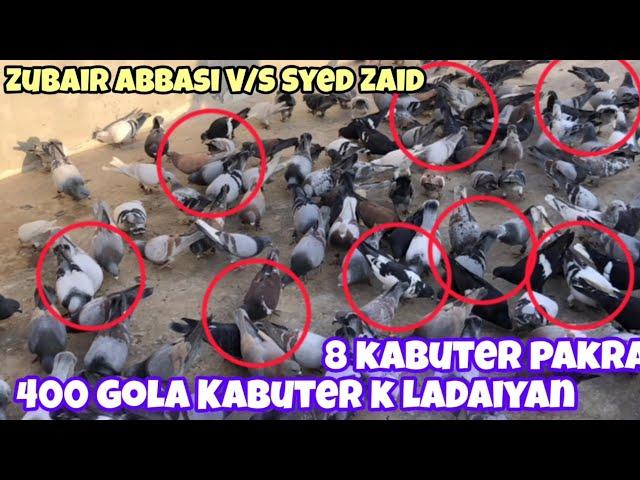 8 kabuter pakra | Zubair Abbasi V/S Syed Zaid | 400 gola Kabooter k ladaiyan | 2 din | Gola kabuter