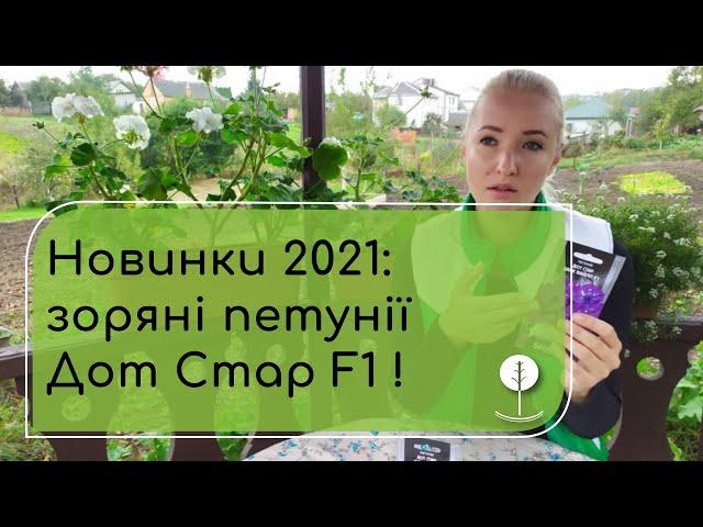 Петунії новинки 2021 Дот Стар F1: Дарк Вайліт, Діп Пінк.