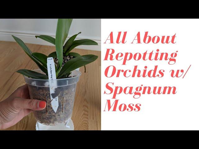 Repotting Phalaenopsis into Sphagnum Moss | All About Self Watering Pots + Sphagnum Moss for Orchids