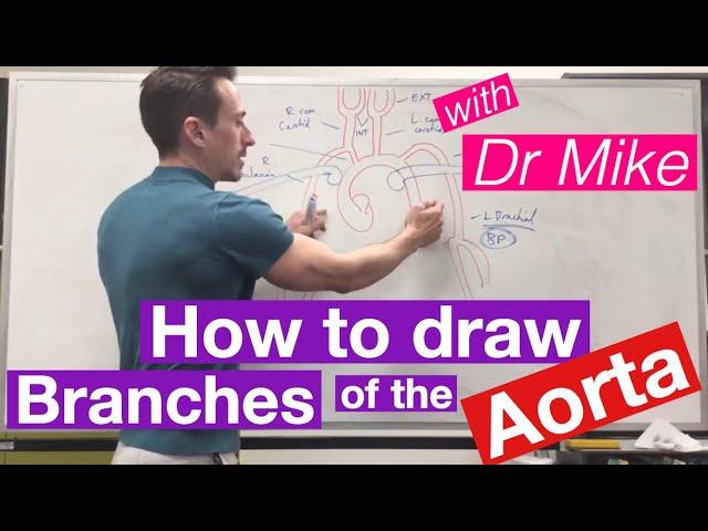 Aortic Branches | Cardiology