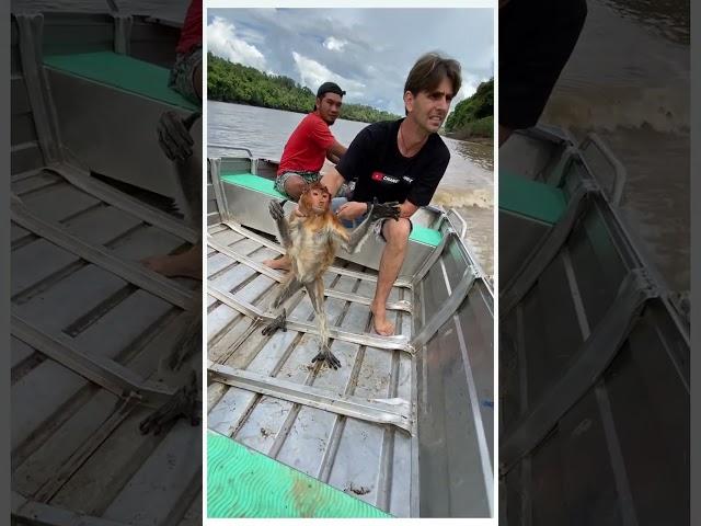 Helping a proboscis monkey after being attacked by a long-tailed macaque...