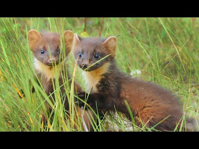 Куница лесная. Поведение молодых. European pine marten. The behavior of the young.