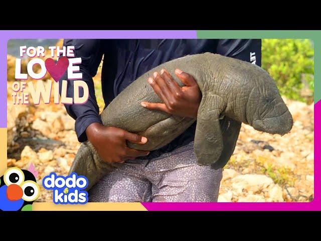 Hero Has Been Rescuing Manatees Since Age 11! | Dodo Kids | For The Love Of The Wild