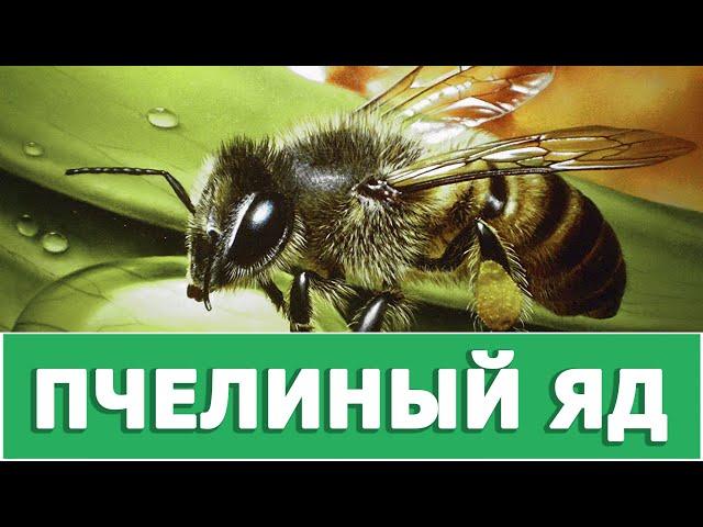 ПЧЕЛИНЫЙ ЯД - УНИКАЛЬНОЕ ЛЕКАРСТВО ИЗВЕСТНОЕ ЛЮДЯМ С ДРЕВНИХ ВРЕМЕН