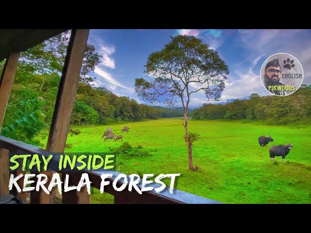 Forest stay in Kerala | Edapalayam Watch Tower in Periyar Tiger Reserve | English