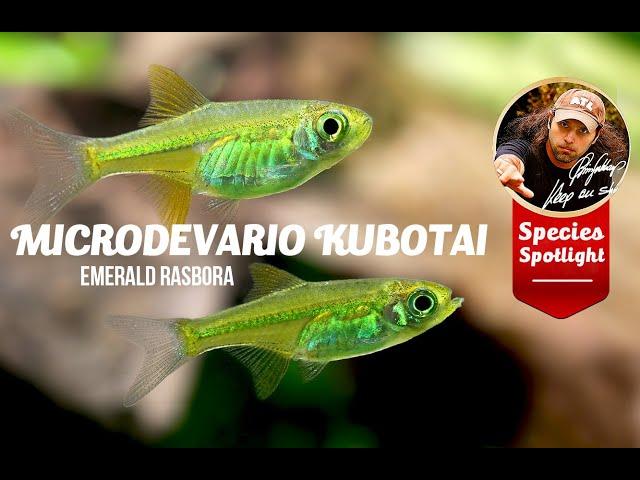 Microdevario kubotai - Emerald Rasbora Care Guide