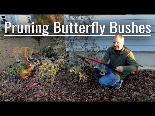 Pruning Butterfly Bushes