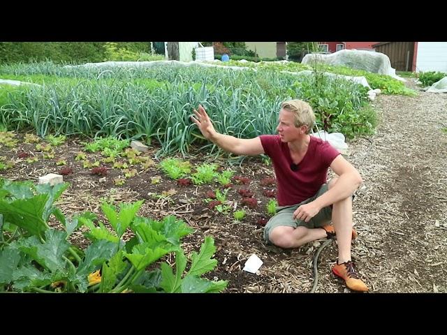 Erfahrungen aus drei Jahren in einem Garten ohne Umgraben (No Dig)