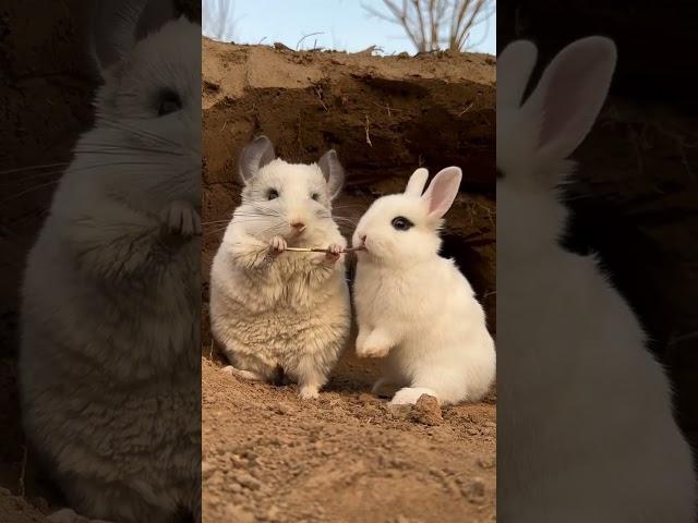 The little rabbit snatched the chinchilla's stick and ate it. Rabbit Cute Pet Debut Plan